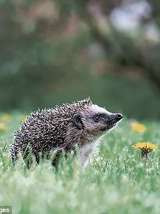 The British Garden: Life and Death on Your Lawn 海报