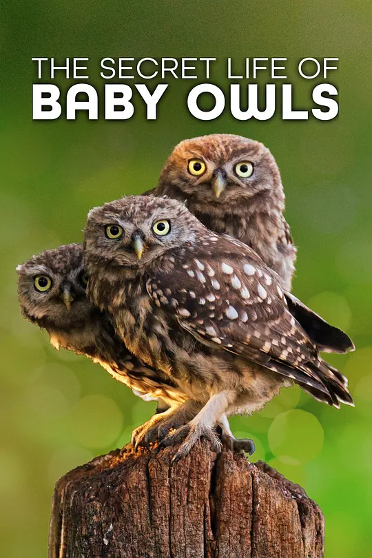 The Secret Life Of Owls 海报