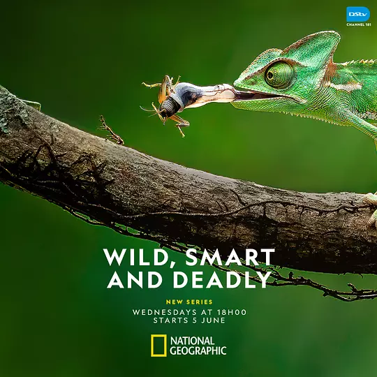 Wild, Smart and Deadly Season 1 海报