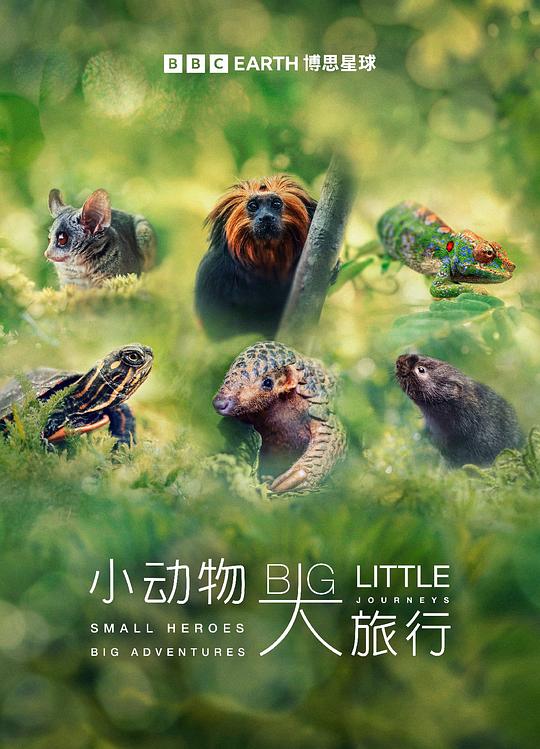 小动物 大旅行 第一季 海报