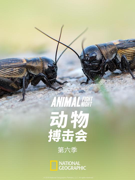 动物搏击会 第六季 海报