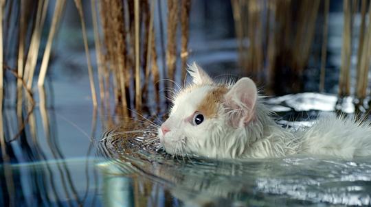 猫猫的奇妙世界 海报