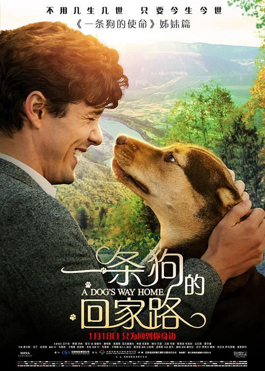 一条狗的回家路 海报