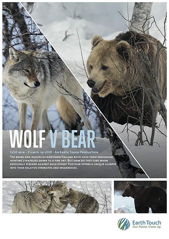 Wolf vs Bear 海报