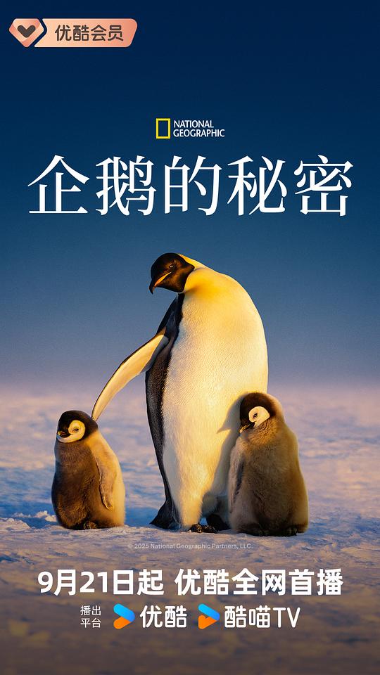 企鹅的秘密 海报